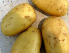 供应土豆（5月中旬土豆大量上市）