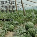 大量供应西瓜 山东省泗水县西瓜基地