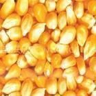 天升养殖需求玉米、麸皮、次粉
