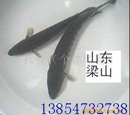 山东梁山：长期供应黑鱼苗