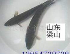长期供应黑鱼苗-梁山特种水产品孵化培育厂