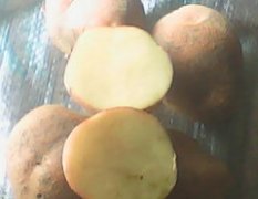 2012年高淀粉型黄心小土豆大量销售