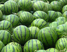 四月/潍坊供应无籽西瓜，京欣，红玉等品种