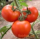 辽宁锦州西红柿\番茄,日产150万吨