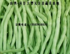 热销/山西应县菜豆，四季豆，架豆王等