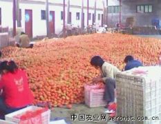 热销/山西应县粉红西红柿