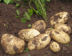 云南新鲜土豆成熟即将上市