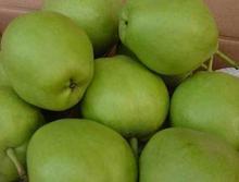陕西早酥梨基地，早酥梨产地批发