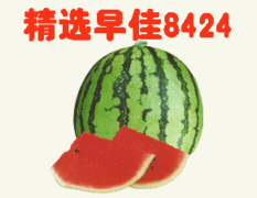 5月1日/江苏扬州专营8424西瓜，质量从优！
