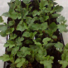 常年定购供应西瓜嫁接苗