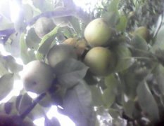 湖南永州农家种植早熟梨,翠冠