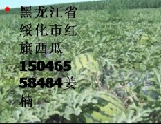 8月/黑龙江绥化特供红旗西瓜