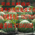 河南开封西瓜批发大市场