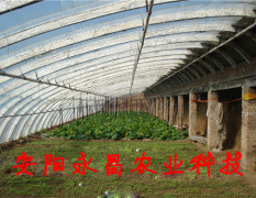 河北新型花卉大棚建设