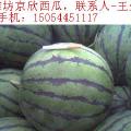 山东潍坊4月中大棚京欣西瓜冠龙西瓜