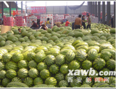广东珠海水果批发市场常年代销西瓜