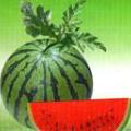 大量供应西瓜，甜瓜，豆角