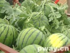 供应陕西大荔西瓜15891330228