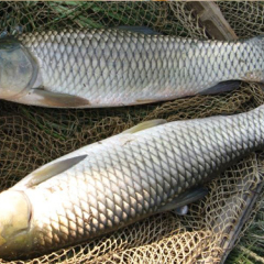 广西崇左市驮卢镇长年有大量草鱼