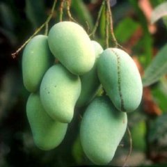 广西崇左市驮卢镇6月下旬大量芒果上市