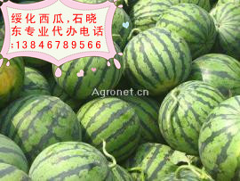 黑龙江绥化红旗地雷西瓜代办王超