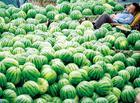 山东莘县阳历5月上旬西瓜大量上市
