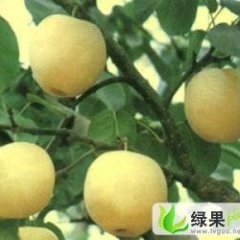 大量供应各种优质砀山梨