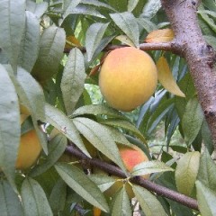 我这三月份有大量油桃上市