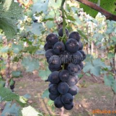 供应文选有机葡萄(图)