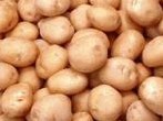 西吉县是宁夏著名的马铃薯之乡 生产优质红薯