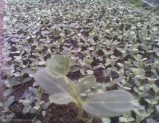 我急售！花皮有籽瓜苗