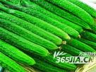 山东莘县大量供应优质黄瓜