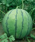山东莘县董杜庄大量供应西瓜、豆角