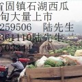 代收西瓜，包住宿，免费地磅