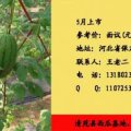 清苑基地西瓜味美价廉即将上市欲购从速