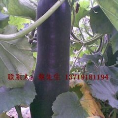 现有黑皮冬瓜供应