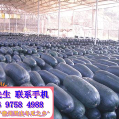 出售大量黑皮冬瓜 海南儋州本地特产