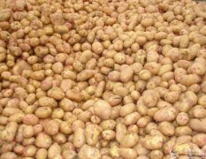 新鲜土豆 大量土豆