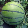 潍坊西瓜5月底可上市