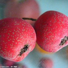 山东临沂山楂800万斤