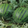 山东平邑西瓜种植基地供应西瓜
