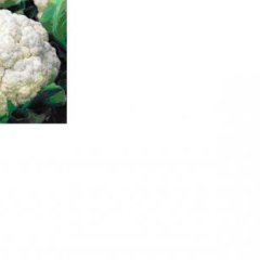 陕西三原双桥万亩大棚供应菜花芹菜甘兰