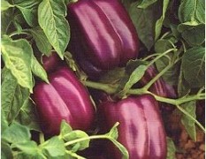 好运紫该品种由荷兰引进，抗病性特强