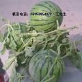 供大棚西瓜.