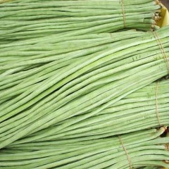 山东聊城，许营，万亩大棚长豆角