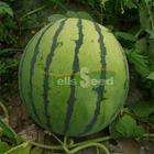 热销：云南曲靖麒麟瓜 大量供应