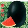 供应大棚哈密瓜，京欣西瓜，黑，绿皮瓜
