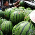 山东昌乐西瓜2011年5月份大量上市