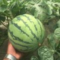 王氏瓜果蔬菜合作社4月底大量供应8424