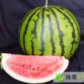 山东省莘县妹冢镇西高庄西瓜